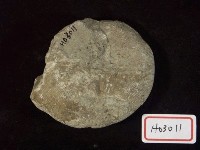 藏品(菊石化石)的圖片